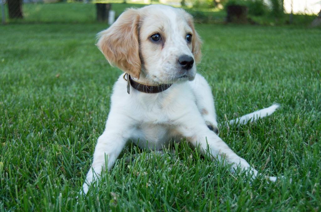 llewellin setter puppy | meet cooper | houdini llewellin setters